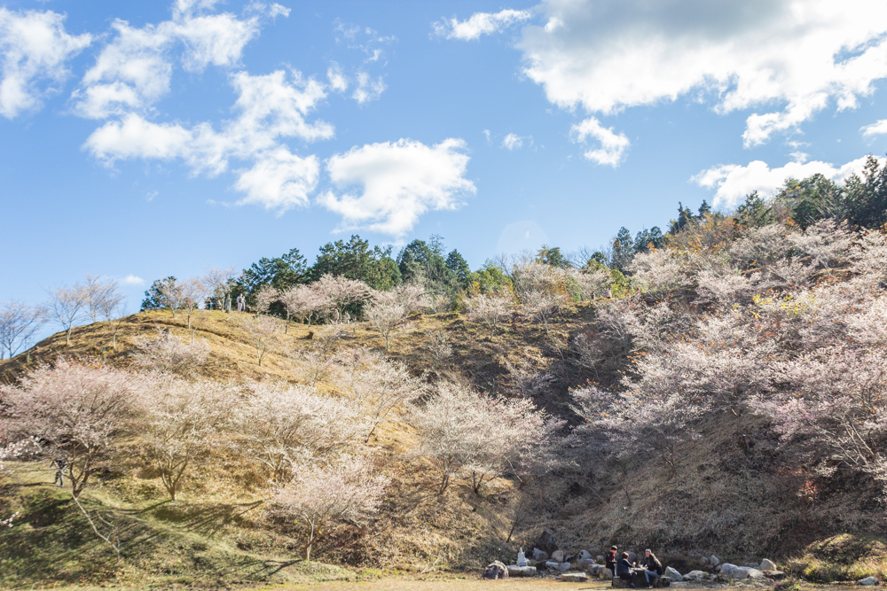 小原稲荷・松月寺、四季桜、11月秋、愛知県豊田市の観光・撮影スポットの画像と写真