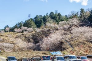 小原稲荷・松月寺、四季桜、11月秋、愛知県豊田市の観光・撮影スポットの画像と写真