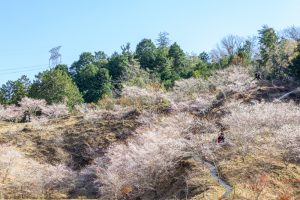 小原稲荷・松月寺、四季桜、11月秋、愛知県豊田市の観光・撮影スポットの画像と写真