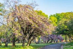 庄内緑地公園、サトザクラ、4月春の花、名古屋市西区の観光・撮影スポットの画像と写真