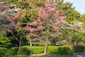 庄内緑地公園、ハナミズキ、4月春の花、名古屋市西区の観光・撮影スポットの画像と写真