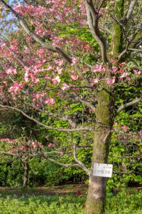 庄内緑地公園、ハナミズキ、4月春の花、名古屋市西区の観光・撮影スポットの画像と写真