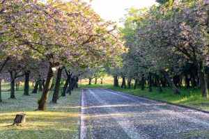 庄内緑地公園、サトザクラ、4月春の花、名古屋市西区の観光・撮影スポットの画像と写真