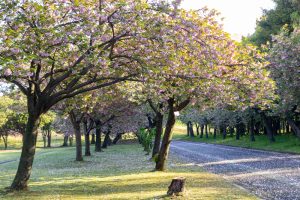 庄内緑地公園、サトザクラ、4月春の花、名古屋市西区の観光・撮影スポットの画像と写真