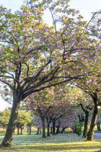 庄内緑地公園、サトザクラ、4月春の花、名古屋市西区の観光・撮影スポットの画像と写真