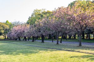 庄内緑地公園、サトザクラ、4月春の花、名古屋市西区の観光・撮影スポットの画像と写真