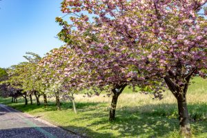 庄内緑地公園、サトザクラ、4月春の花、名古屋市西区の観光・撮影スポットの画像と写真