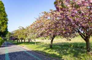 庄内緑地公園、サトザクラ、4月春の花、名古屋市西区の観光・撮影スポットの画像と写真