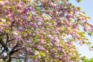 庄内緑地公園、サトザクラ、4月春の花、名古屋市西区の観光・撮影スポットの画像と写真