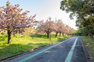 庄内緑地公園、サトザクラ、4月春の花、名古屋市西区の観光・撮影スポットの画像と写真