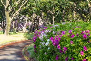 庄内緑地公園、つつじ、4月春の花、名古屋市西区の観光・撮影スポットの画像と写真