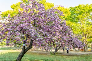 庄内緑地公園、サトザクラ、4月春の花、名古屋市西区の観光・撮影スポットの画像と写真