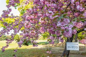 庄内緑地公園、サトザクラ、4月春の花、名古屋市西区の観光・撮影スポットの画像と写真