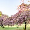 庄内緑地公園、サトザクラ、4月春の花、名古屋市西区の観光・撮影スポットの画像と写真