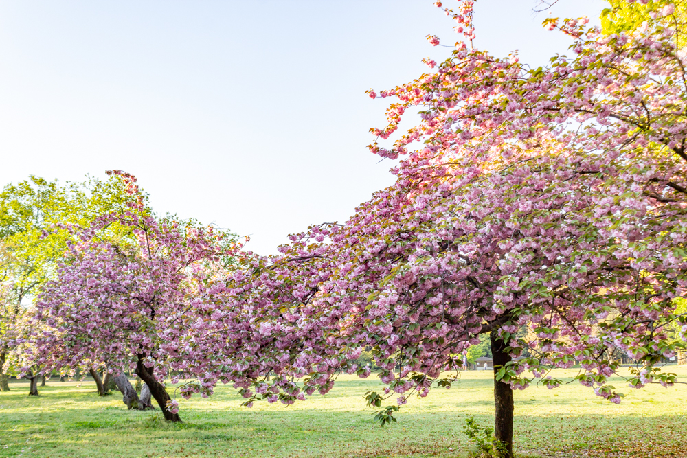 庄内緑地公園、サトザクラ、4月春の花、名古屋市西区の観光・撮影スポットの画像と写真