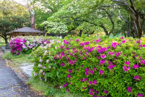 庄内緑地公園、つつじ、4月春の花、名古屋市西区の観光・撮影スポットの画像と写真