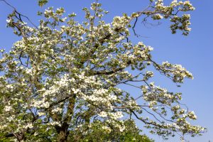 庄内緑地公園、ハナミズキ、4月春の花、名古屋市西区の観光・撮影スポットの画像と写真