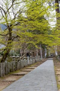 谷汲山華厳寺、4月春の花、岐阜県揖斐郡の観光・撮影スポットの名所