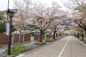 谷汲山華厳寺参道、桜、4月春の花、岐阜県揖斐郡の観光・撮影スポットの名所