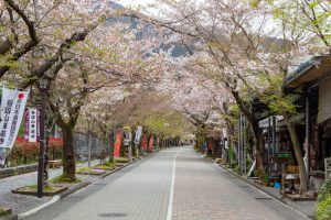 谷汲山華厳寺参道、桜、4月春の花、岐阜県揖斐郡の観光・撮影スポットの名所