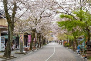 谷汲山華厳寺参道、桜、4月春の花、岐阜県揖斐郡の観光・撮影スポットの名所