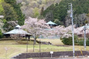 谷汲山華厳寺参道、桜、4月春の花、岐阜県揖斐郡の観光・撮影スポットの名所