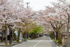谷汲山華厳寺参道、桜、4月春の花、岐阜県揖斐郡の観光・撮影スポットの名所