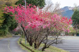 谷汲山華厳寺参道、はなもも公園、4月春の花、岐阜県揖斐郡の観光・撮影スポットの名所