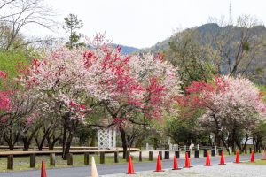谷汲山華厳寺参道、はなもも公園、4月春の花、岐阜県揖斐郡の観光・撮影スポットの名所