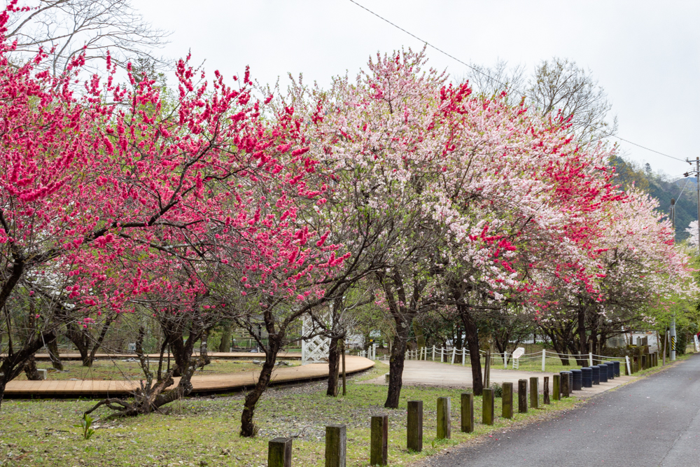 谷汲山華厳寺参道、はなもも公園、4月春の花、岐阜県揖斐郡の観光・撮影スポットの名所
