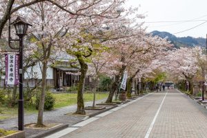 谷汲山華厳寺参道、桜、4月春の花、岐阜県揖斐郡の観光・撮影スポットの名所