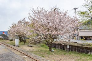 谷汲山華厳寺参道、谷汲駅、4月春の花、岐阜県揖斐郡の観光・撮影スポットの名所