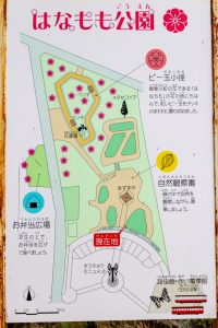 谷汲山華厳寺参道、はなもも公園、4月春の花、岐阜県揖斐郡の観光・撮影スポットの名所