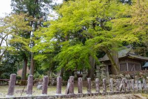谷汲山華厳寺参道、桜、4月春の花、岐阜県揖斐郡の観光・撮影スポットの名所