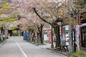 谷汲山華厳寺参道、桜、4月春の花、岐阜県揖斐郡の観光・撮影スポットの名所