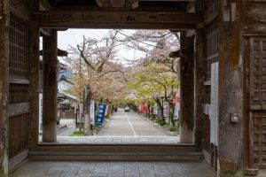 谷汲山華厳寺、4月春の花、岐阜県揖斐郡の観光・撮影スポットの名所