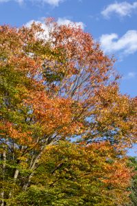垂坂公園・羽津山緑地、 紅葉、三重県四日市市の観光・撮影スポットの名所