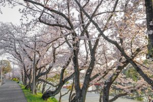天王川公園、桜、3月の春の花、愛知県津島市の観光・撮影スポットの画像と写真