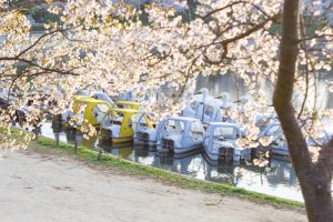 天王川公園、桜、3月の春の花、愛知県津島市の観光・撮影スポットの画像と写真