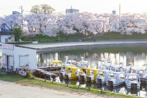 天王川公園、桜、3月の春の花、愛知県津島市の観光・撮影スポットの画像と写真