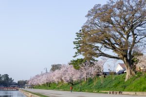 天王川公園、桜、3月の春の花、愛知県津島市の観光・撮影スポットの画像と写真