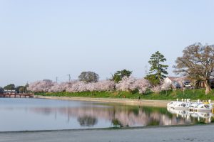 天王川公園、桜、3月の春の花、愛知県津島市の観光・撮影スポットの画像と写真