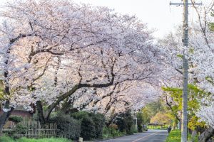 天王川公園、桜、3月の春の花、愛知県津島市の観光・撮影スポットの画像と写真