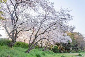 天王川公園、桜、3月の春の花、愛知県津島市の観光・撮影スポットの画像と写真