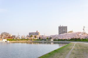 天王川公園、桜、3月の春の花、愛知県津島市の観光・撮影スポットの画像と写真