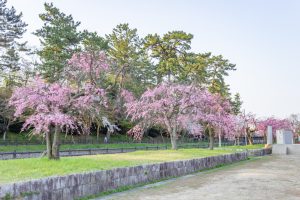 天王川公園、桜、3月の春の花、愛知県津島市の観光・撮影スポットの画像と写真