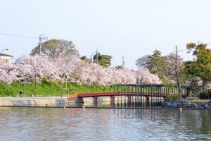 天王川公園、桜、3月の春の花、愛知県津島市の観光・撮影スポットの画像と写真
