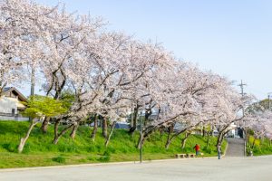 天王川公園、桜、3月の春の花、愛知県津島市の観光・撮影スポットの画像と写真