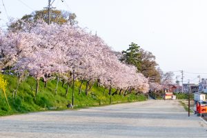 天王川公園、桜、3月の春の花、愛知県津島市の観光・撮影スポットの画像と写真