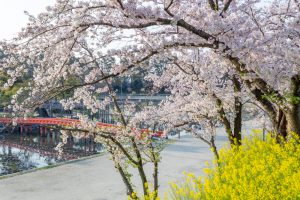 天王川公園、桜、3月の春の花、愛知県津島市の観光・撮影スポットの画像と写真